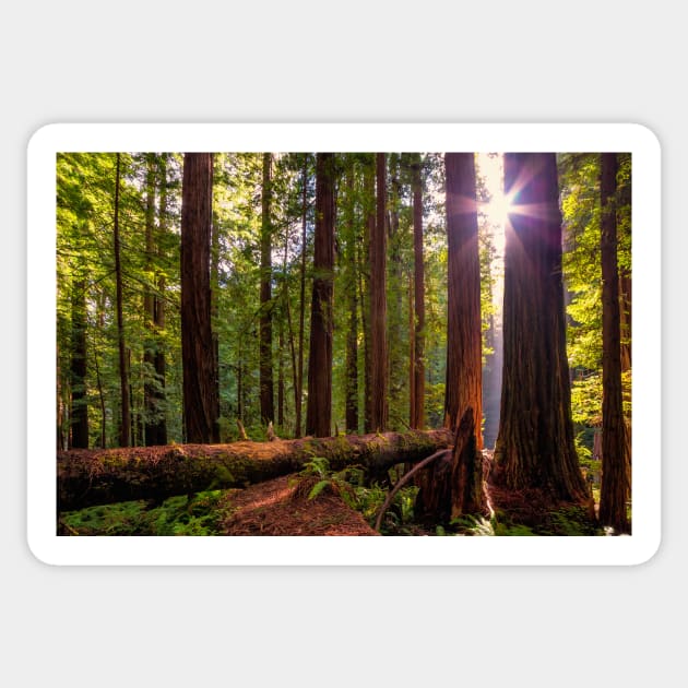 Redwood Forest at Sunset Sticker by JeffreySchwartz